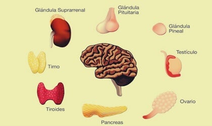 Las glándulas del sistema endocrino